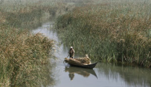 A marsh Arab man paddles a boat loaded with reeds he gathered at the Chebayesh marsh in Nassiriya, 300 km (185 miles) southeast of Baghdad July 27, 2008. Picture taken July 27, 2008. REUTERS/Saad Shalash (IRAQ) - RTR20I4M