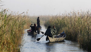 Iraqi Marsh Arab women paddle their boats at the Chebayesh marsh in Nassiriya, 300 km (185 miles) southeast of Baghdad, February 15, 2013. The Marsh Arabs who had farmed this area for thousands of years, were badly affected by a campaign mounted by the government of Saddam Hussein in the 1990s to destroy their lifestyle. The marshes were drained of water, and hundreds of thousands of Marsh Arabs were forced to flee to cities, where they live in poverty, the locals in this area said. Picture taken February 15, 2013. REUTERS/Thaier al-Sudani (IRAQ - Tags: SOCIETY) - RTR3DV6E