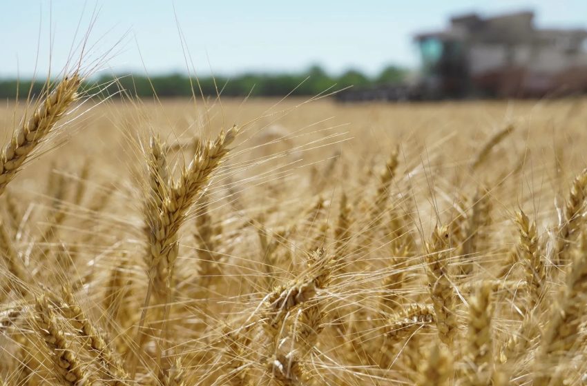 Iraq to produce 7 million tons of wheat this season